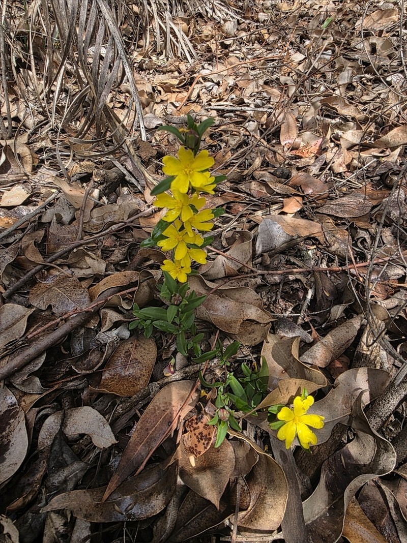 Hibbertia semipilosa photo 6