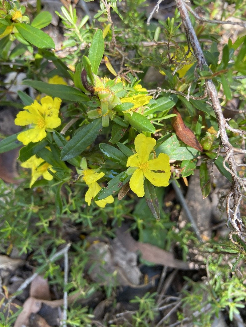 Hibbertia semipilosa photo 7