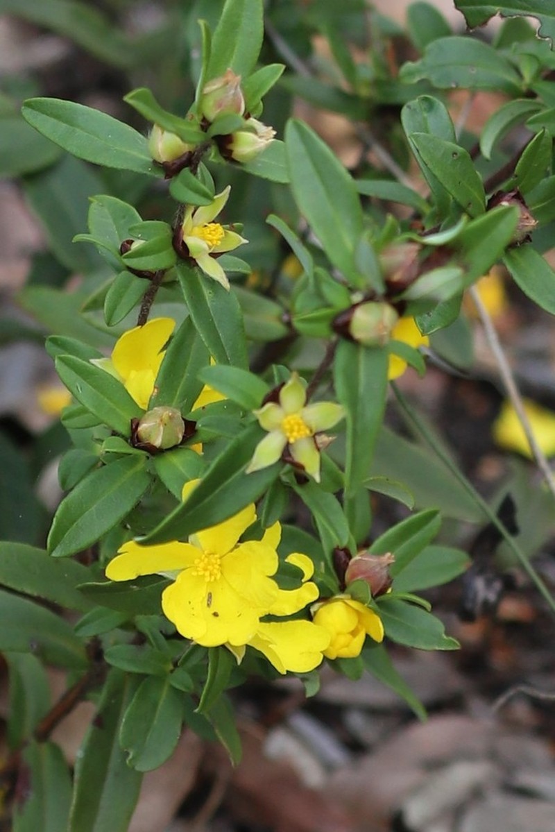 Hibbertia semipilosa photo 8