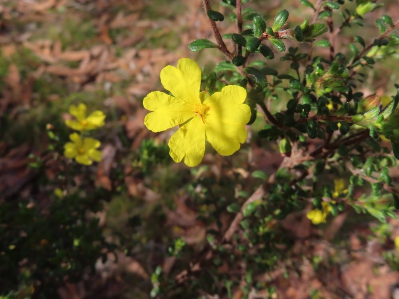 Hibbertia sericea photo 2