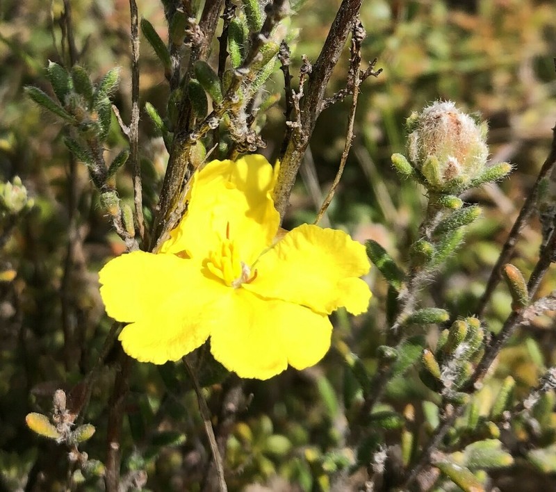 Hibbertia sericea photo 3