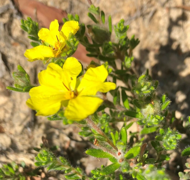 Hibbertia sericea photo 4