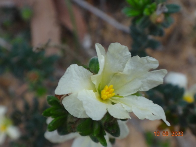 Hibbertia sericea photo 6
