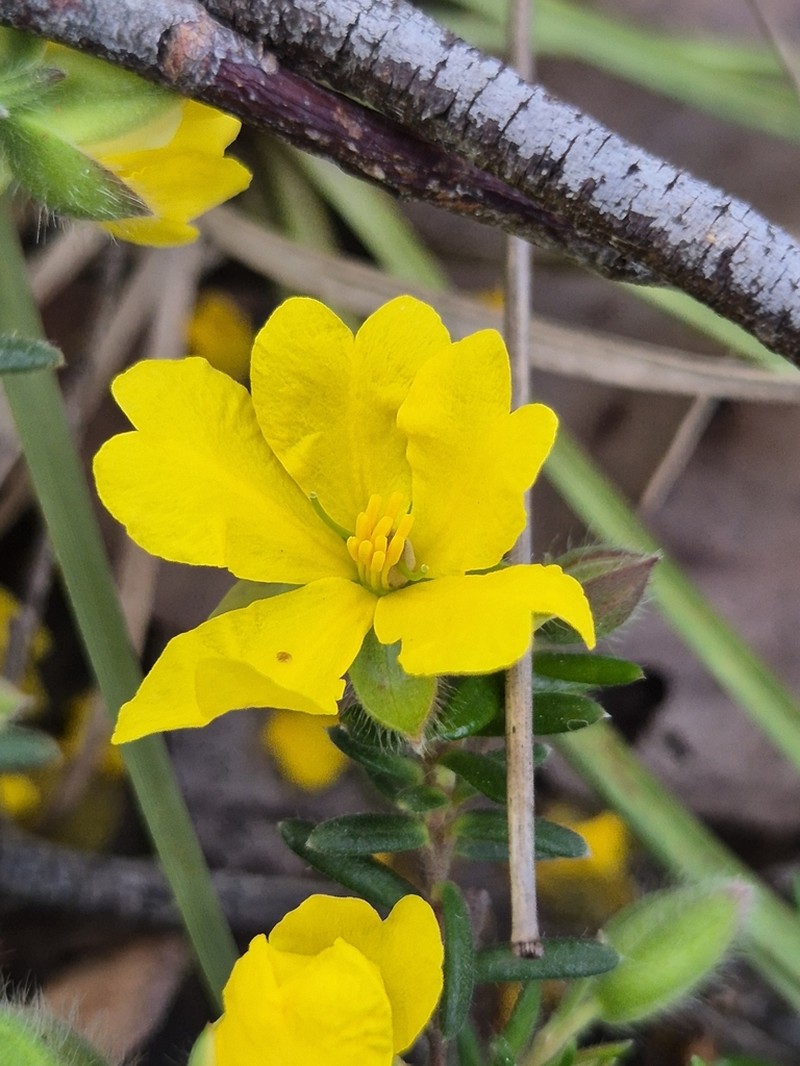 Hibbertia sericea photo 7