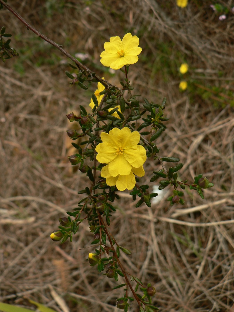 Hibbertia serpyllifolia