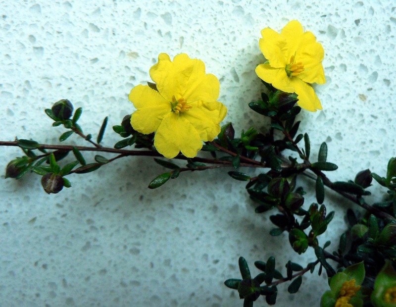 Hibbertia serpyllifolia photo 4