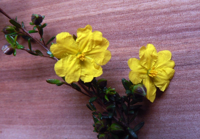 Hibbertia serpyllifolia photo 6