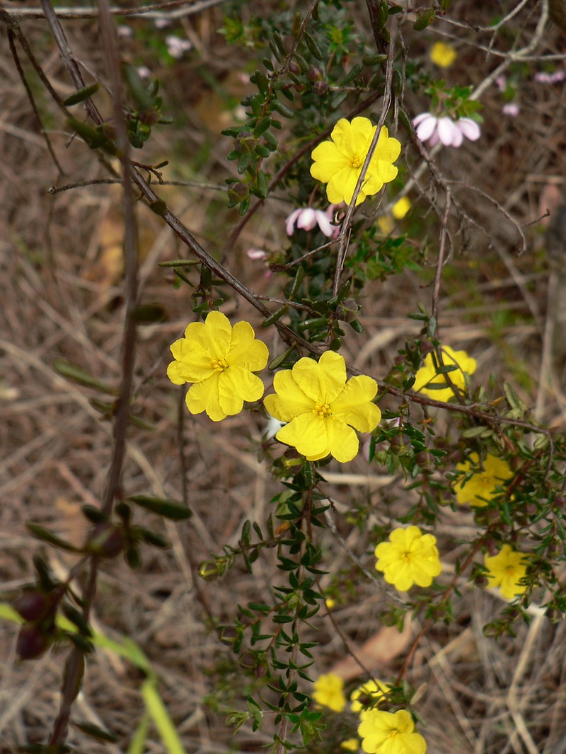 Hibbertia serpyllifolia photo 8