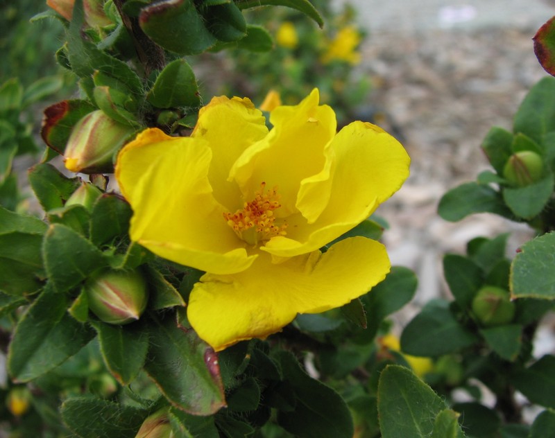 Hibbertia serrata