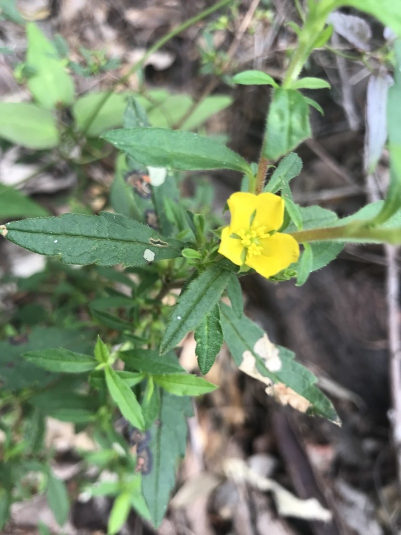 Hibbertia serrata photo 2