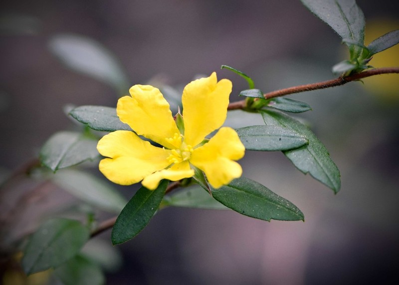 Hibbertia serrata photo 3
