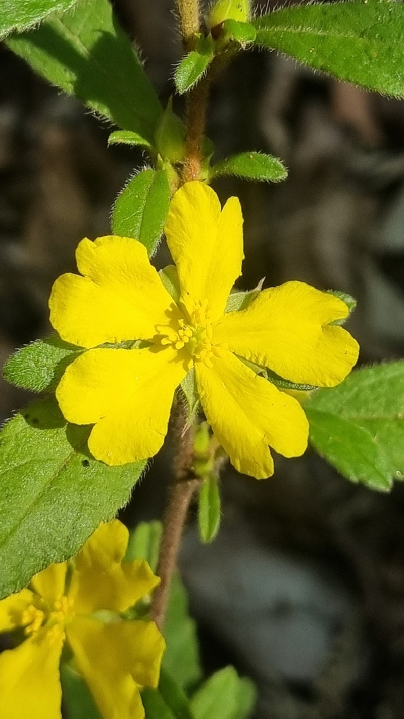 Hibbertia serrata photo 4