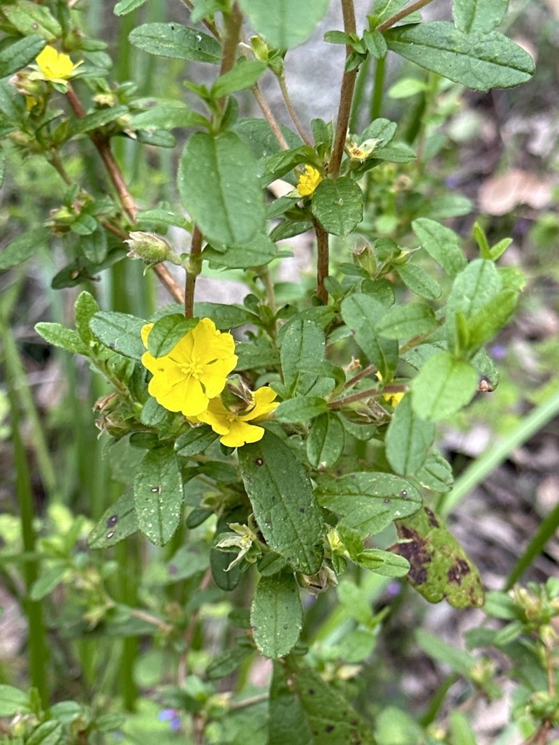 Hibbertia serrata photo 5