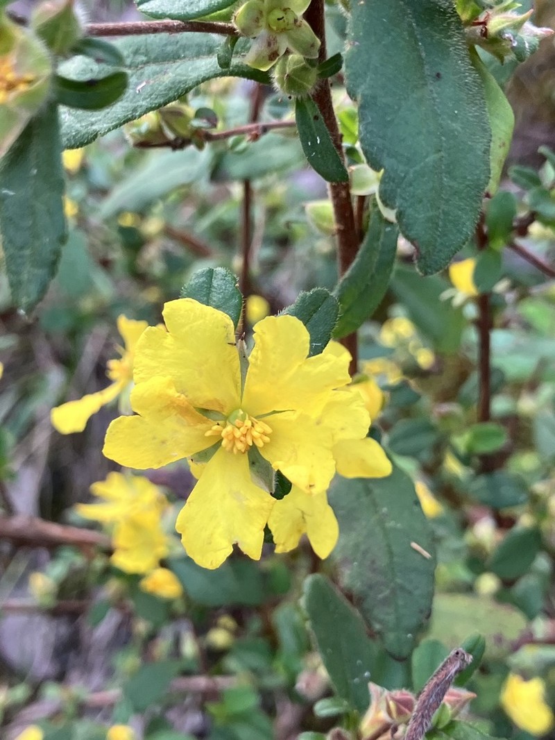 Hibbertia serrata photo 6