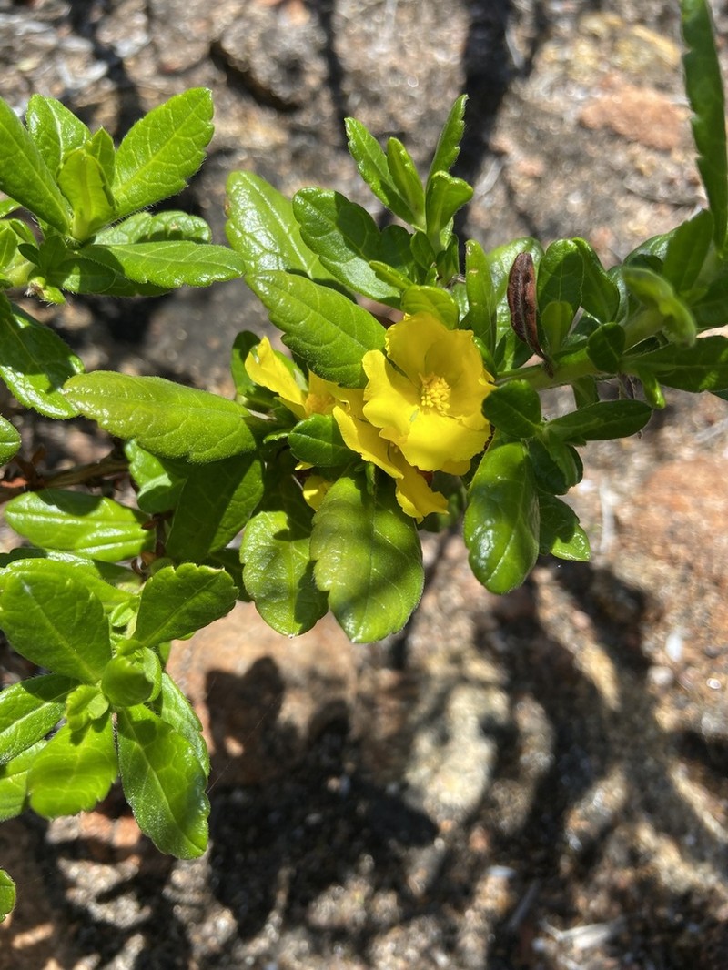 Hibbertia serrata photo 7