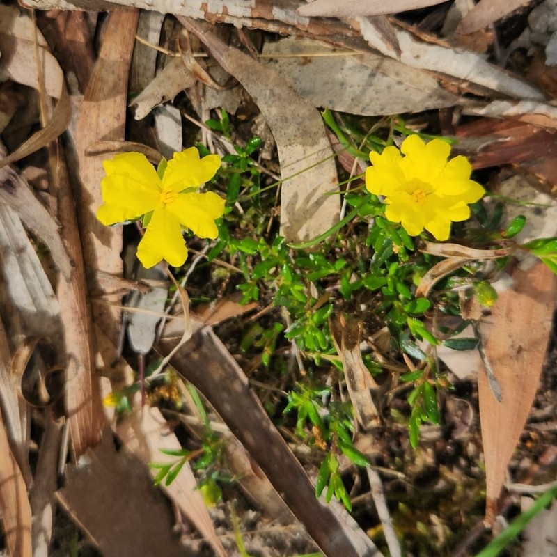 Hibbertia sessiliflora