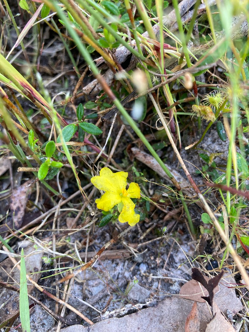 Hibbertia sessiliflora photo 2