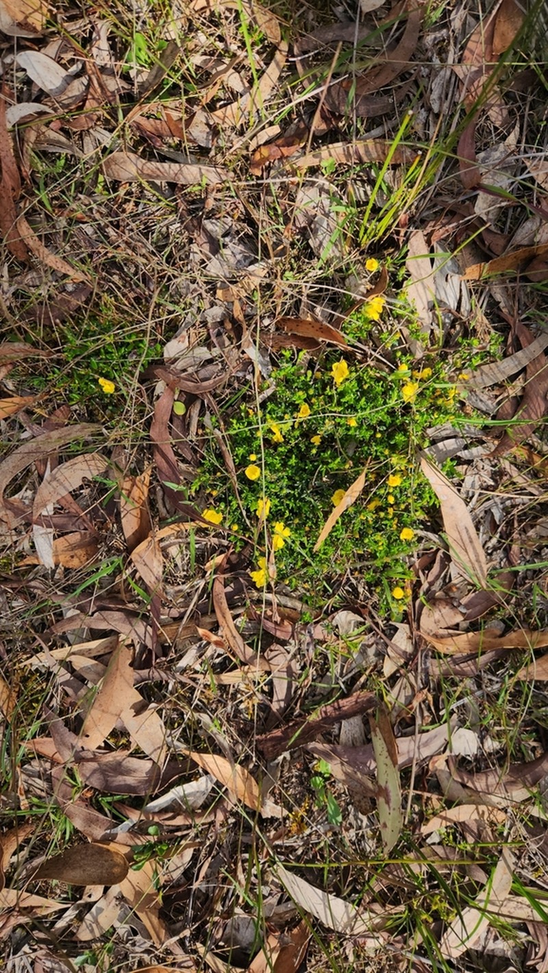 Hibbertia sessiliflora photo 3
