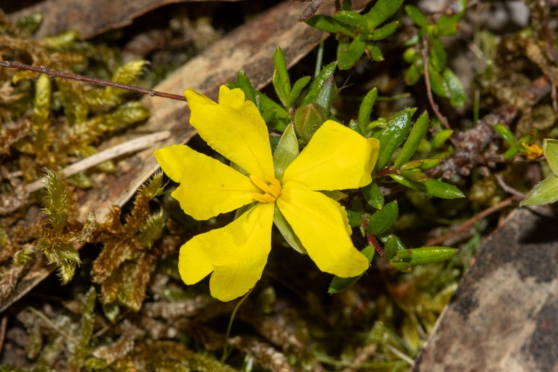 Hibbertia sessiliflora photo 4