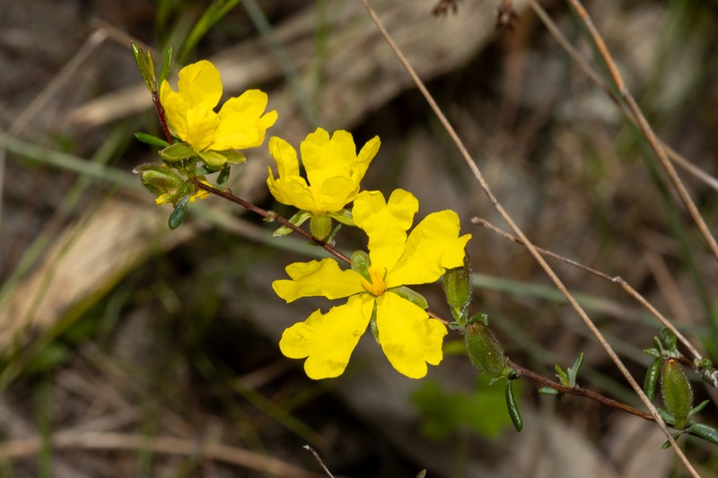 Hibbertia sessiliflora photo 5