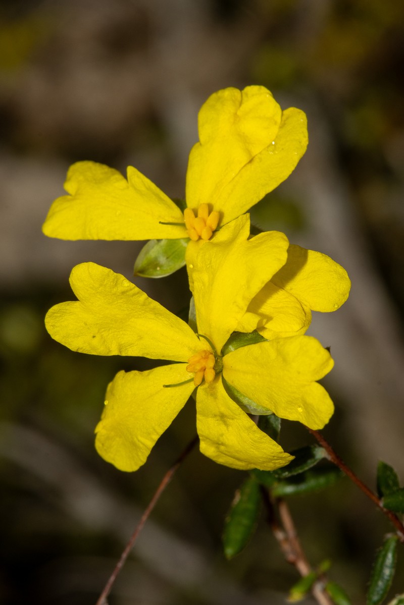 Hibbertia sessiliflora photo 6