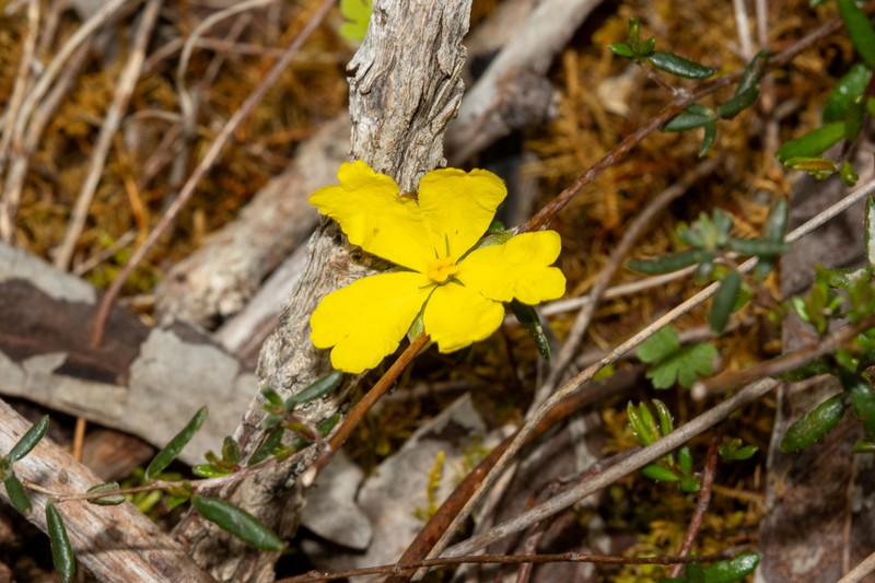 Hibbertia sessiliflora photo 7