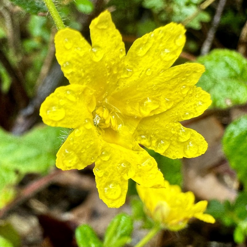 Hibbertia silvestris