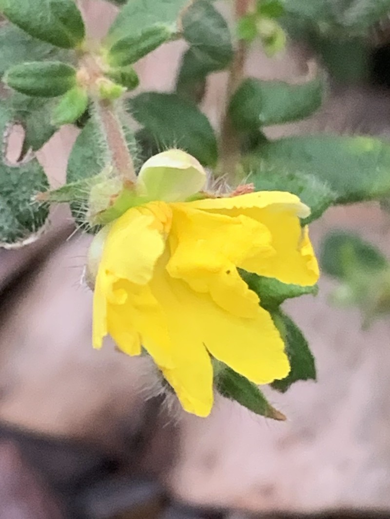 Hibbertia silvestris photo 2