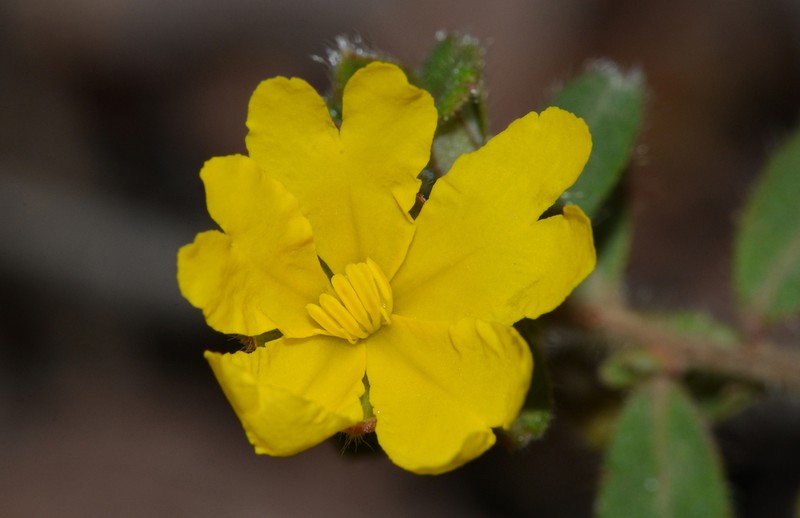 Hibbertia silvestris photo 3