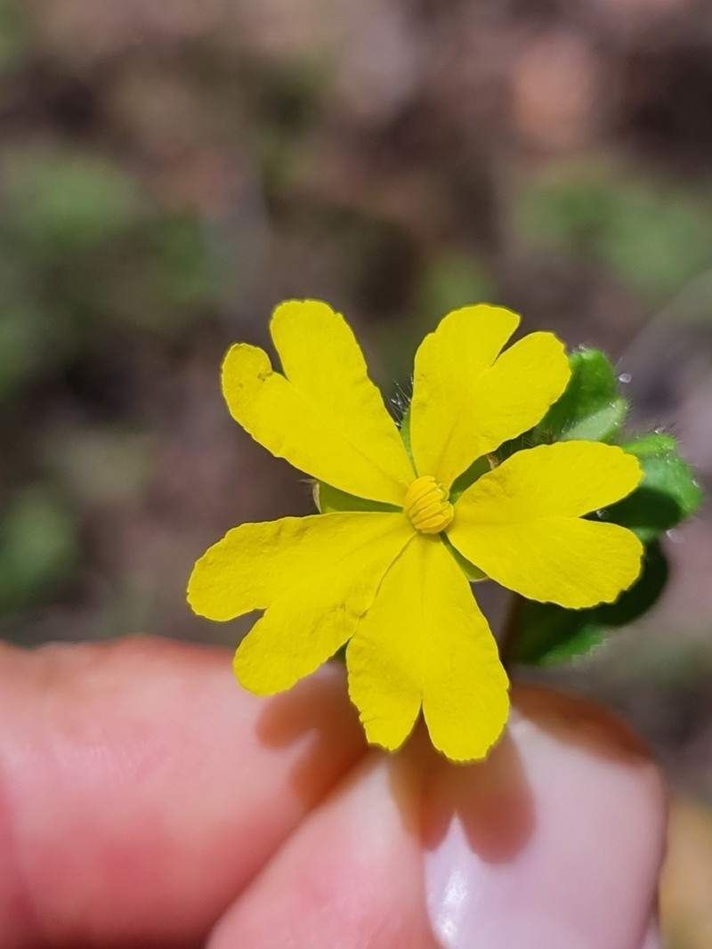 Hibbertia silvestris photo 4