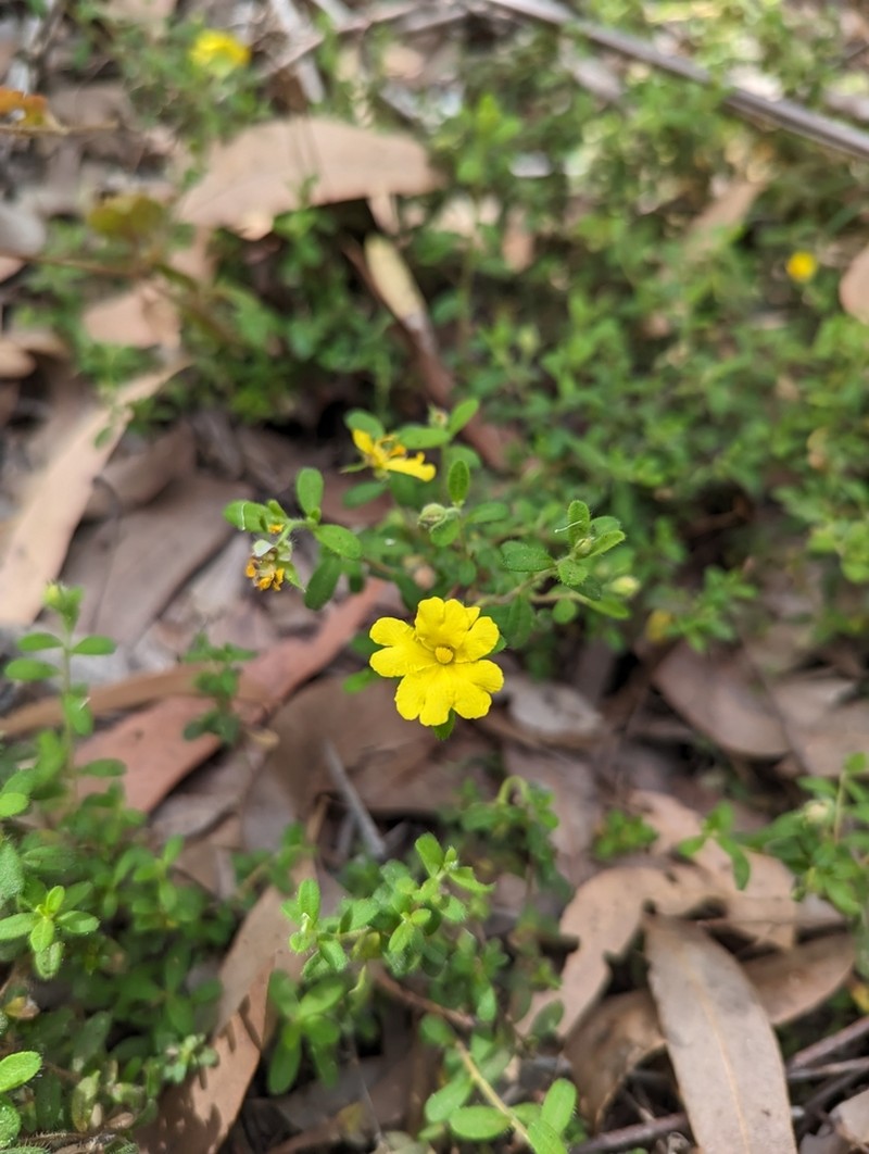 Hibbertia silvestris photo 5