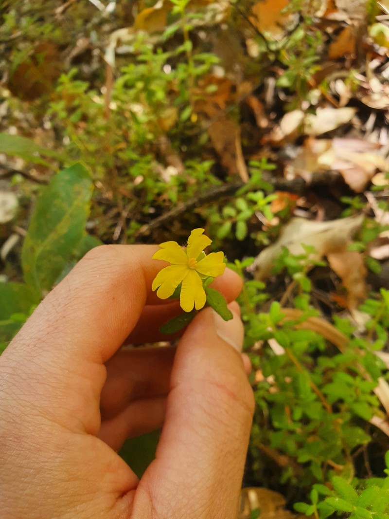 Hibbertia silvestris photo 8