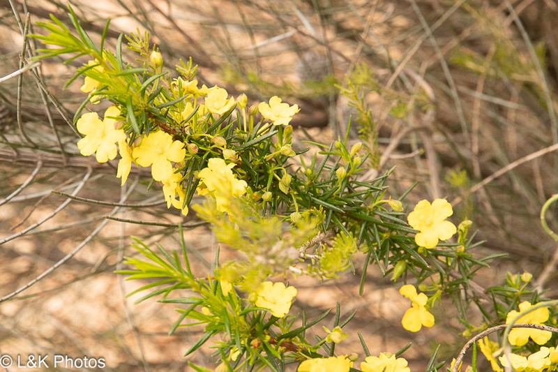 Hibbertia simkiniae