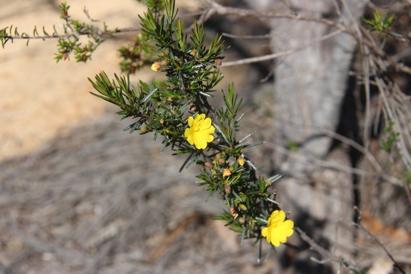 Hibbertia simkiniae photo 2