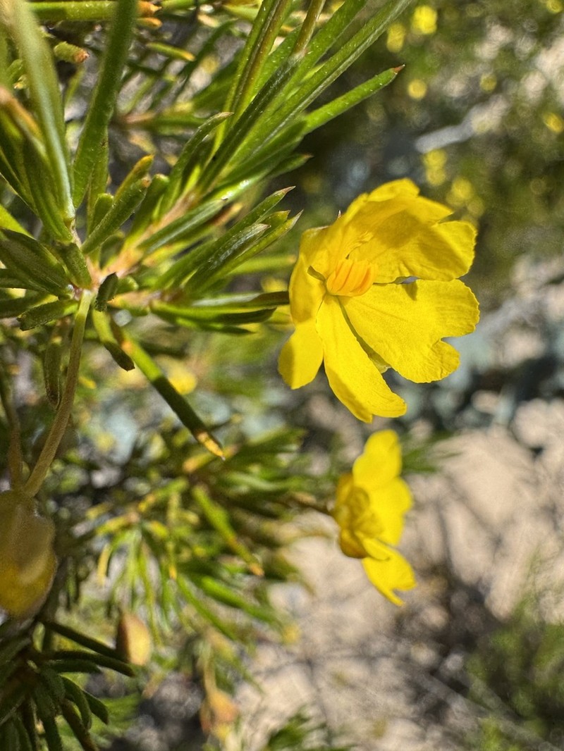Hibbertia simkiniae photo 3