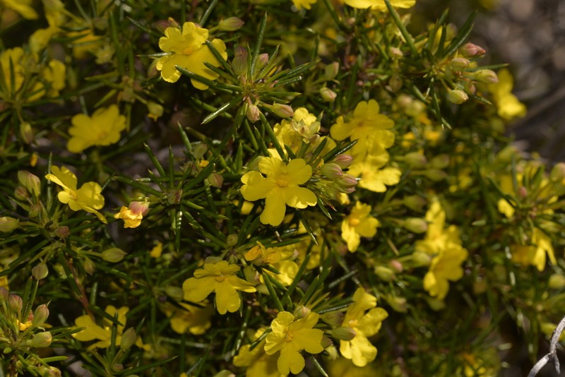 Hibbertia simkiniae photo 4