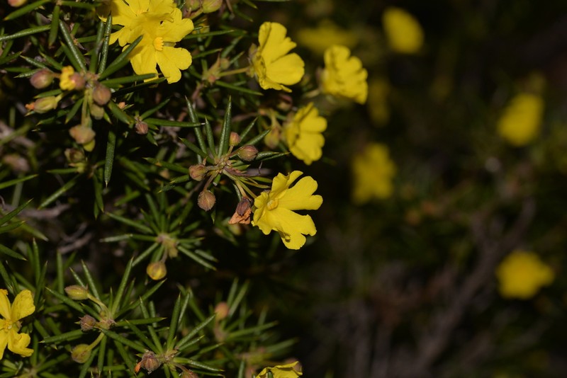 Hibbertia simkiniae photo 5