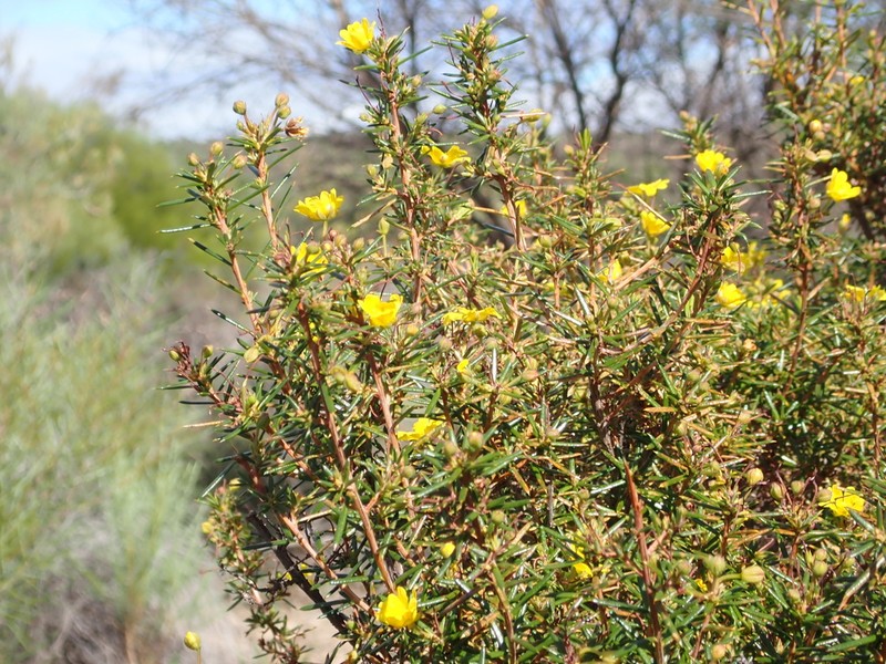 Hibbertia simkiniae photo 6