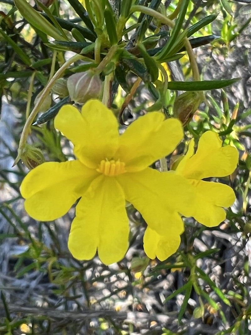 Hibbertia simkiniae photo 7