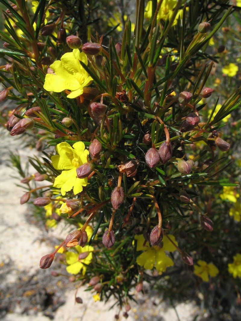 Hibbertia simkiniae photo 8
