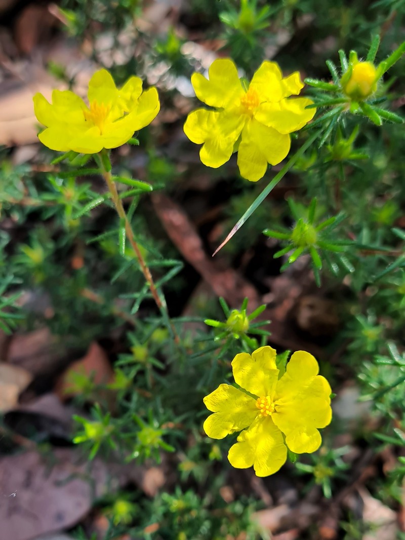 Hibbertia spanantha