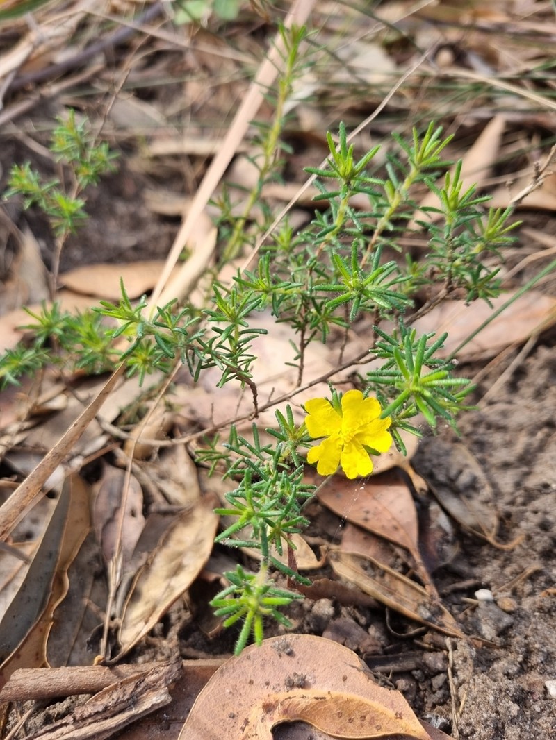 Hibbertia spanantha photo 2