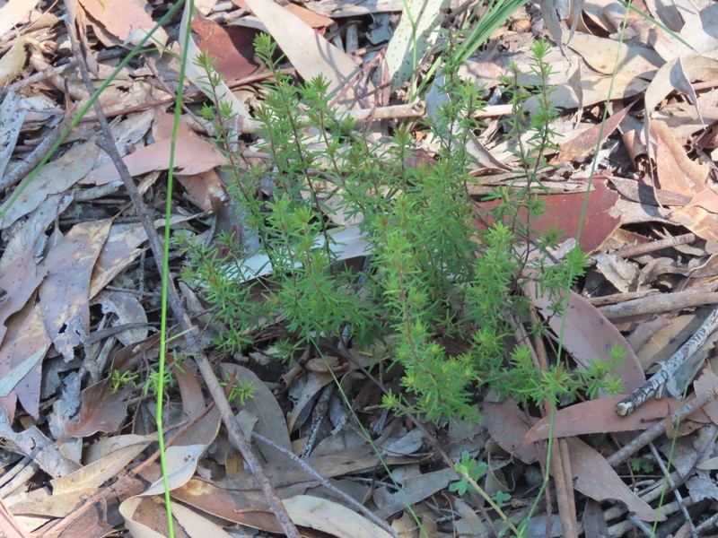 Hibbertia spanantha photo 3