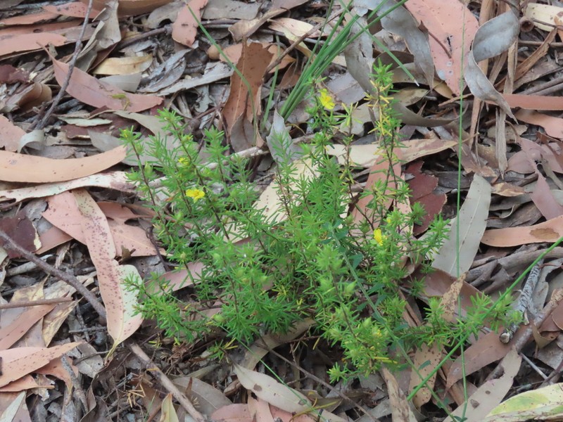 Hibbertia spanantha photo 5
