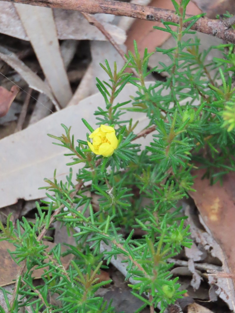 Hibbertia spanantha photo 7