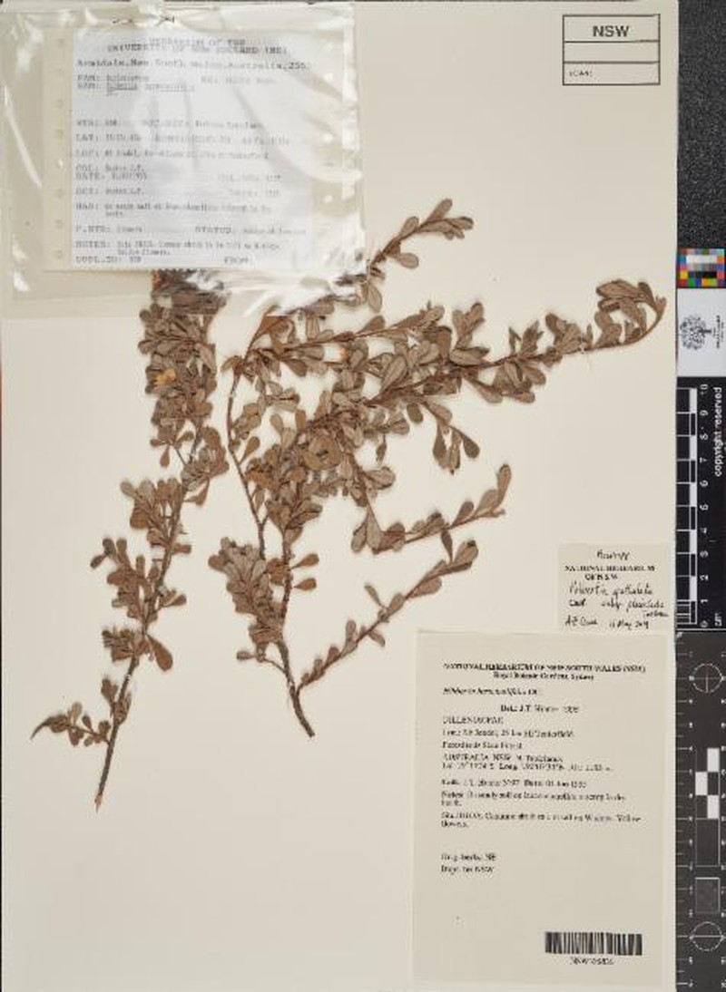 Hibbertia spathulata