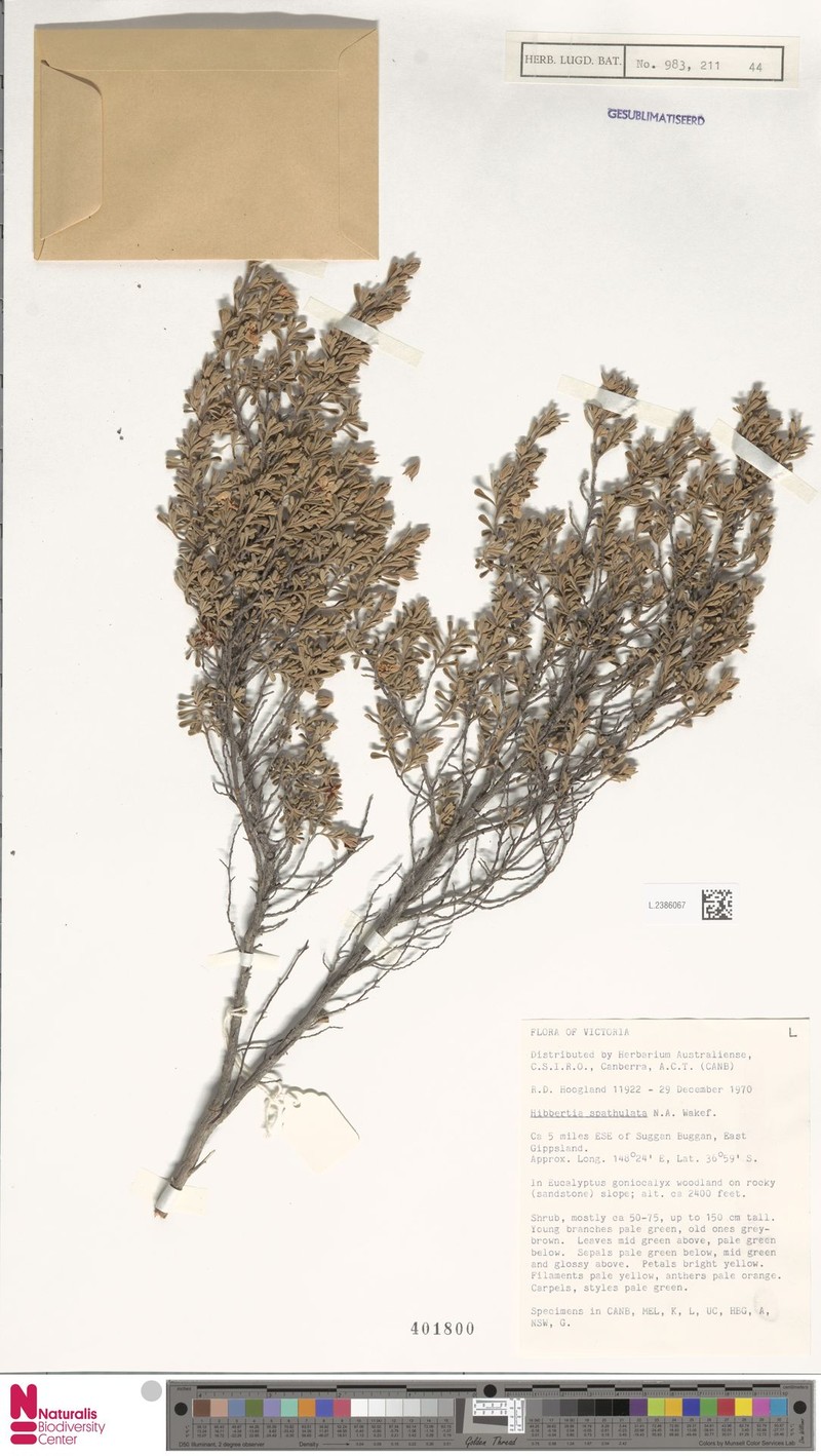 Hibbertia spathulata photo 2