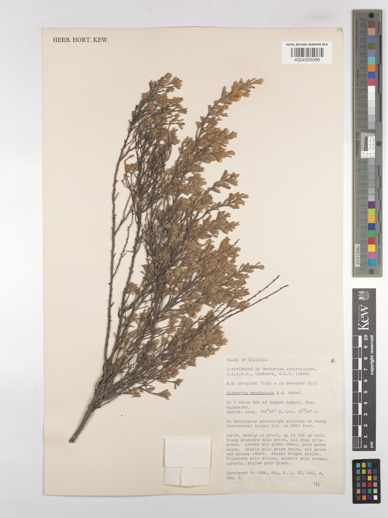 Hibbertia spathulata photo 3