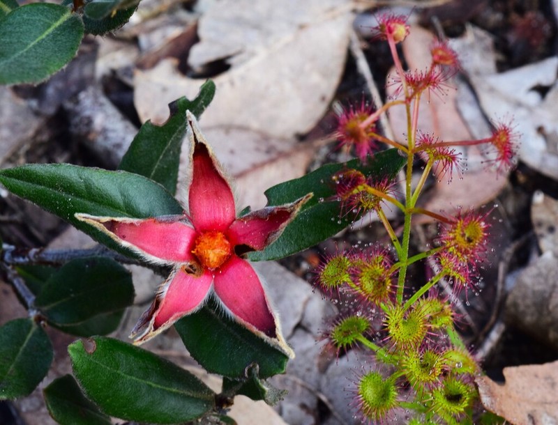 Hibbertia spectabilis