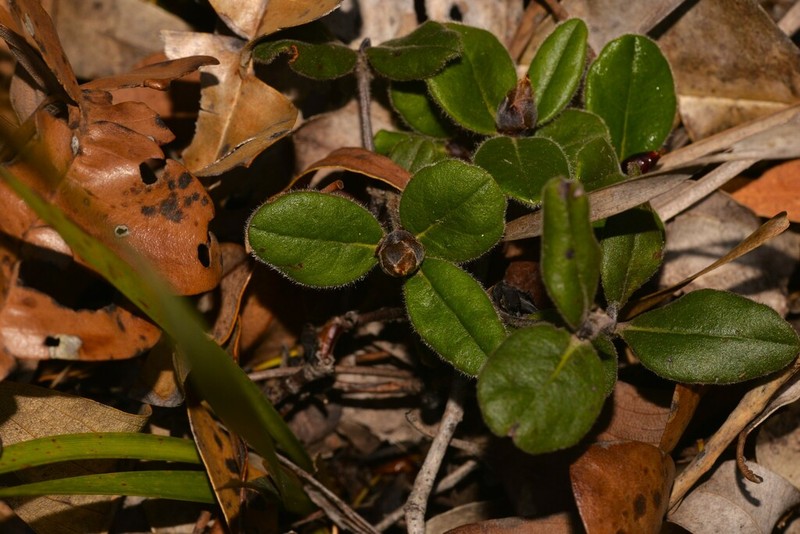 Hibbertia spectabilis photo 2